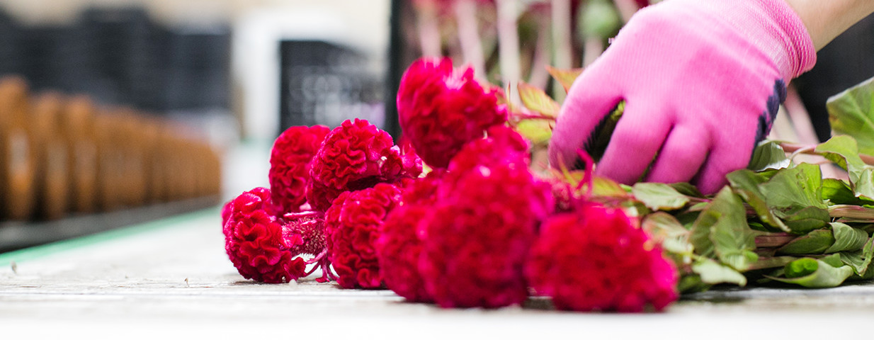 心と心をつなぐ「花卸」というもの作り豊富な供給を実現。お客様の元にお届けしやすいサービスを。