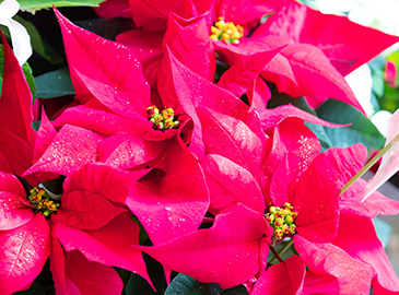 新しい花の色、デザインを吟味